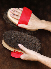 Horse Grooming