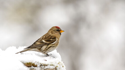 Acanthis flammea cabaret. Male Common Redpoll.	