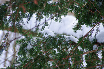 snow covered branches