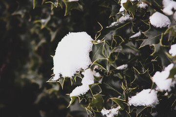 snow covered branches