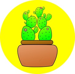 cactus in a pot