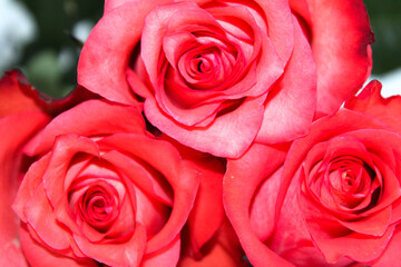 Flower pattern, banner. Delicate card with pink roses on a white background. Space for text