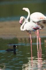 Flamingos no rio Tejo, Portugal