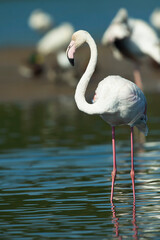 Flamingos no rio Tejo, Portugal