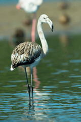 Flamingos no rio Tejo, Portugal
