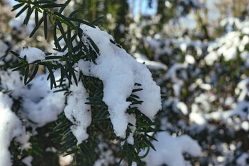 Schnee bedeckter Nadelbaum