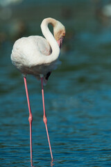 Flamingos no rio Tejo, Portugal