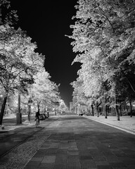 alley in the park