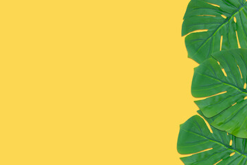 Fototapeta na wymiar Monstera leaves summer on yellow background. Copy space concept and top view