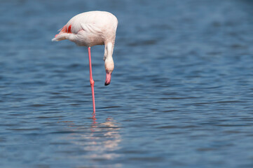 Flamingos no rio Tejo, Portugal