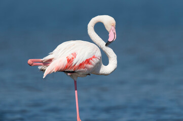 Fototapeta na wymiar Flamingos no rio Tejo, Portugal