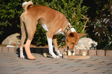 Basenji dog learning