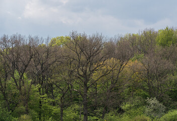 Obraz premium Thickets of trees of different types. Various colors of foliage.