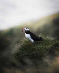 Cute puffin bird