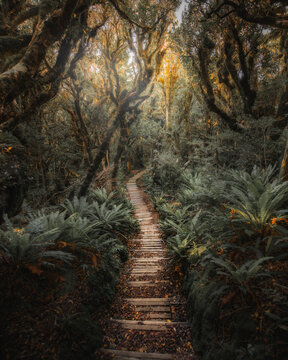 Fototapeta Jungle path in NZ