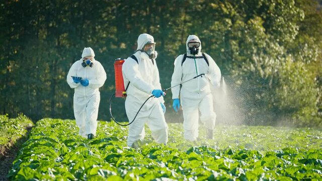 A Group of Farmers in Protective Suits and Respirators Spray the Plants with Chemicals. A Female Farmer Agronomist Uses a Tablet Computer to Analyze the Harvest in Agricultural Fields. Agribusiness.