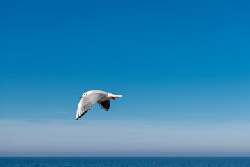 Möwe im Flug über die Ostsee im Ostseebad Kühlungsborn