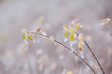 Close-up of frozen plants coverd with ice after rain during winter day.