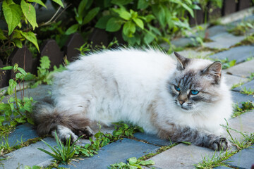 Neva Masquerade cat with big blue eyes laying on walkway - 410618131