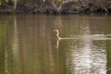 Oriental darter or Indian darter with a catch of fish in beak in middle of water at keoladeo ghana national park or bharatpur bird sanctuary bharatpur rajasthan india - anhinga melanogaster