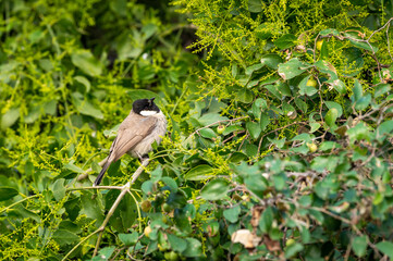 White eared or cheeked bulbul in natural green background during winter migration at keoladeo national park or bharatpur bird sanctuary rajasthan india - Pycnonotus leucotis