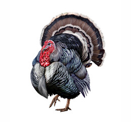 The turkey (Meleagris gallopavo) - obrazy, fototapety, plakaty