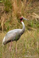 sarus crane or Grus antigone portrait with water drops in air from beak in natural green background during excursion at keoladeo ghana national park or bharatpur bird sanctuary rajasthan india