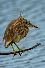 Indian Pond Heron or Ardeola grayii portrait in natural blue water flow background perched at edge of water body stalking on prey at keoladeo national park or bharatpur bird sanctuary rajasthan india