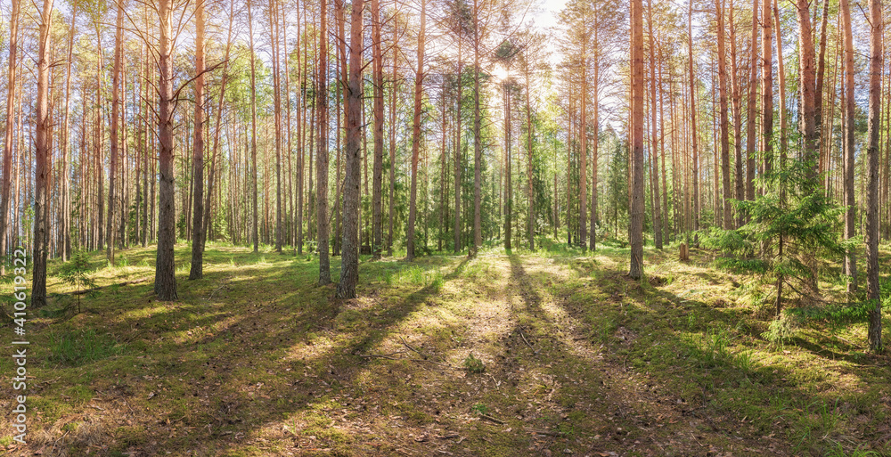 Wall mural panoramic landscape of the pine forest sun rays through the branches of trees.