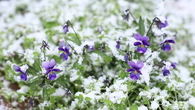 Delicate little beautiful violets growing in the snow cover with selective focus close-up. Violet natural flowers in fluffy snow symbolizing the arrival of winter.