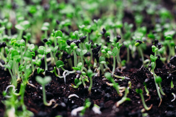 Young sprouts of green basil in the ground