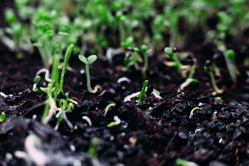 Young sprouts of green basil in the ground