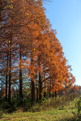 秋の風景 紅葉 メタセコイヤ 美しい 紅葉 夕暮れ 鮮やか 美しい