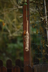 rouge gorge