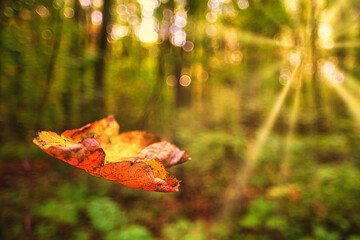 the leaves are falling