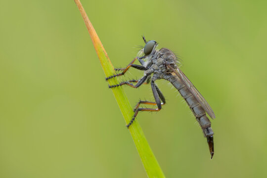 Asilidae, piccolissimo tafano 