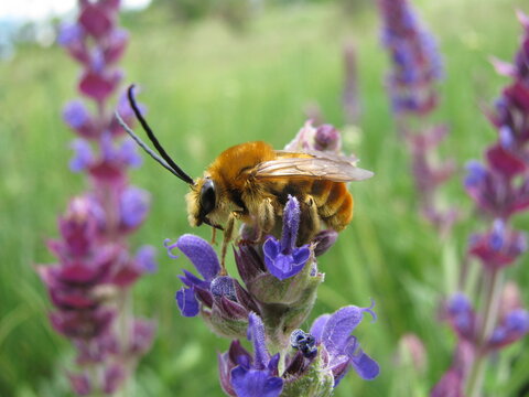 Beautiful bee Eucera longicornis young fresh male - unique insect feeding on wild sage flowers