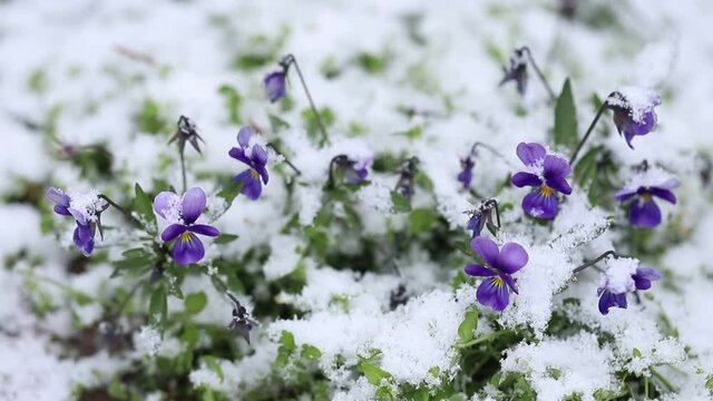 Purple flowers covered with snow close-up. The first cover is snow. Snow flies in large flakes and falls on flowers growing in the open air. Christmas. Festive background.