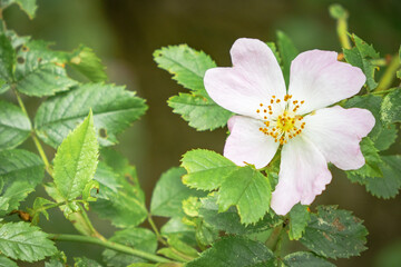 Blackberry blossom 