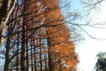 秋 森 森林 メタセコイヤ 紅葉 美しい 鮮やか 夕暮れ 綺麗 優美 