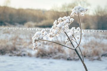 Schneeblume 2