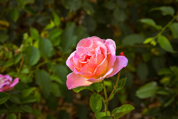 Obraz premium vibrant pink rose flower in sunny garden. love concept