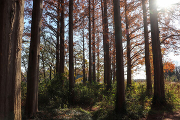 森林 秋 紅葉 メタセコイヤ 美しい 幻想的 綺麗 光
太陽 草 林