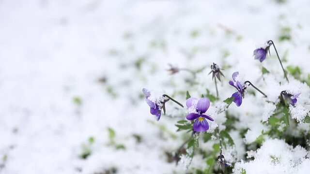 Delicate little beautiful violets growing in a snow cover with selective focus. Violet natural flowers in fluffy snow with falling snowflakes symbolizing the arrival of winter with copy space.