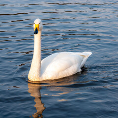 Swan at sunset