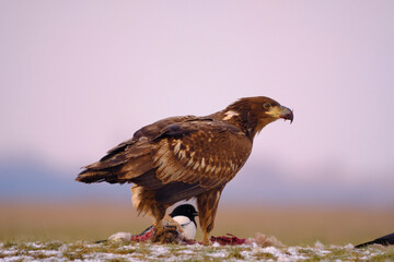 White-tailed eagle - Haliaeetus albicilla - large birds of prey