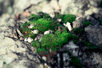 Bright moss on stones, macro