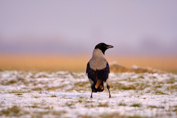 Hooded crow - Corvus Cornix - standing in the snow
