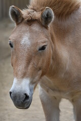 Fototapeta premium モウコノウマ