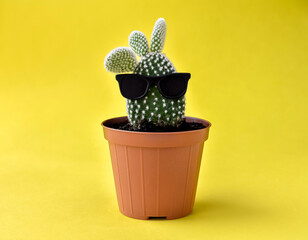 Cactus in black glasses, in a pot on a yellow background.